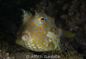 boxfish by Afflitti Gianluca 
